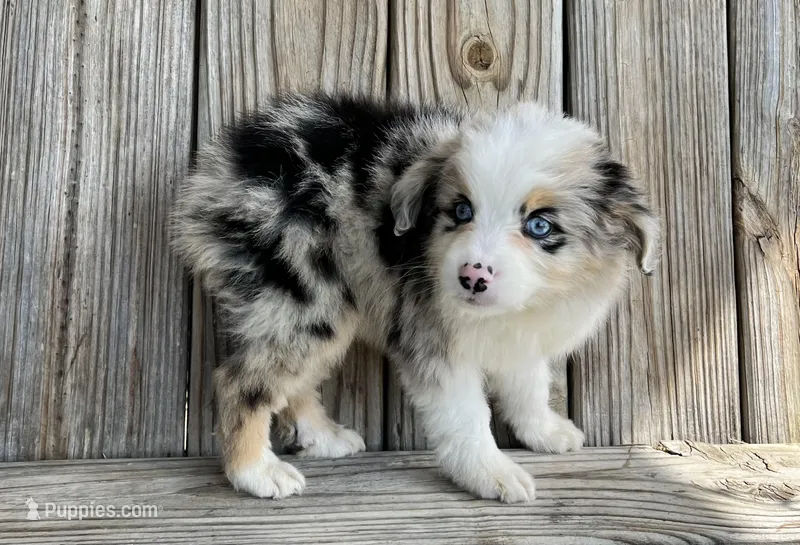 Paisley  – Miniature Australian Shepherd puppy for sale in Honey Grove, TX