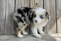 Paisley , a female Miniature Australian Shepherd for sale in Honey Grove, TX – Photo 1 of 8