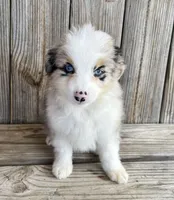 Paisley , a female Miniature Australian Shepherd for sale in Honey Grove, TX – Photo 3 of 8