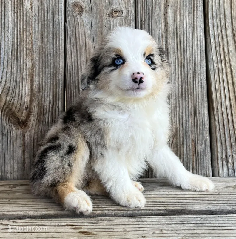 Paisley  – Miniature Australian Shepherd puppy for sale in Honey Grove, TX