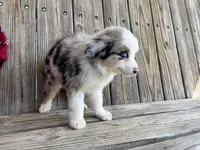 Paisley , a female Miniature Australian Shepherd for sale in Honey Grove, TX – Photo 8 of 8