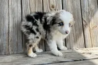 Paisley , a female Miniature Australian Shepherd for sale in Honey Grove, TX – Photo 5 of 8