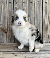 Paisley , a female Miniature Australian Shepherd for sale in Honey Grove, TX – Photo 4 of 8