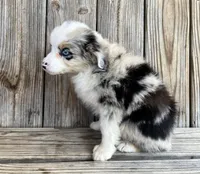 Paisley , a female Miniature Australian Shepherd for sale in Honey Grove, TX – Photo 7 of 8