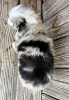 Paisley , a female Miniature Australian Shepherd for sale in Honey Grove, TX – Photo 6 of 8