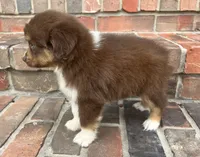 Sophie , a female Miniature Australian Shepherd for sale in Honey Grove, TX – 3 of 10