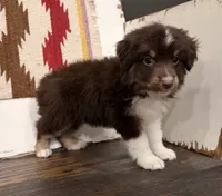 Ivy, a female Miniature Australian Shepherd for sale in Honey Grove, TX – 4 of 9