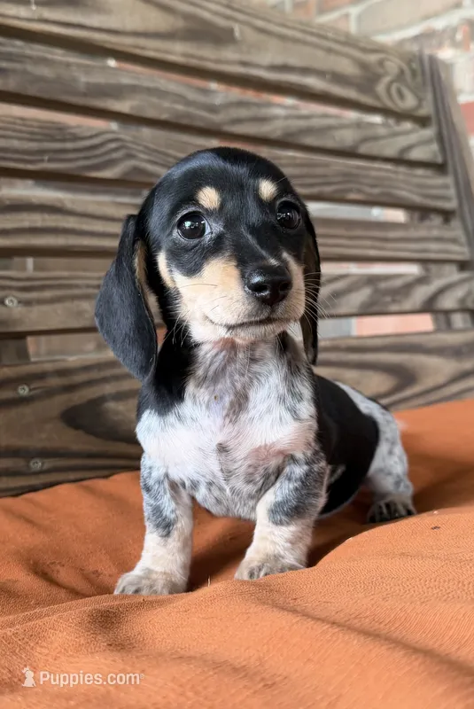 Kara – Miniature Dachshund puppy for sale in Honey Grove, TX