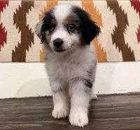 Sam, a male Miniature Australian Shepherd for sale in Honey Grove, TX – 3 of 10