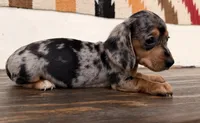 Pepper, a female Miniature Dachshund for sale in Honey Grove, TX – 9 of 9