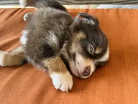 Max, a male Miniature Australian Shepherd for sale in Honey Grove, TX – 7 of 7