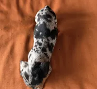 Pepper, a female Miniature Dachshund for sale in Honey Grove, TX – 8 of 9