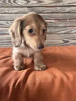 Sunny , a female Miniature Dachshund for sale in Honey Grove, TX – 10 of 10