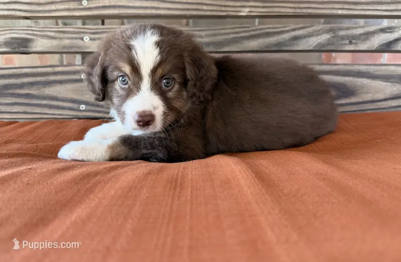 Luca – Miniature Australian Shepherd puppy for sale in Honey Grove, TX