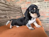 Kara, a female Miniature Dachshund for sale in Honey Grove, TX – 7 of 10