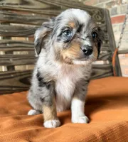 Sara, a female Miniature Australian Shepherd for sale in Honey Grove, TX – 5 of 9