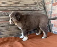 Luca, a male Miniature Australian Shepherd for sale in Honey Grove, TX – 5 of 10
