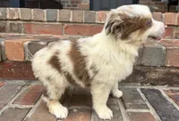 Daisy , a female Miniature Australian Shepherd for sale in Honey Grove, TX – 8 of 10