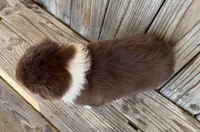 Mally , a female Miniature Australian Shepherd for sale in Honey Grove, TX – Photo 4 of 7