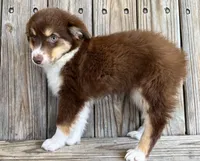 Mally , a female Miniature Australian Shepherd for sale in Honey Grove, TX – Photo 5 of 7