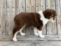 Mally , a female Miniature Australian Shepherd for sale in Honey Grove, TX – Photo 7 of 7