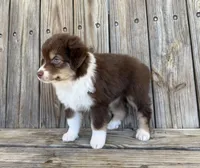 Mally , a female Miniature Australian Shepherd for sale in Honey Grove, TX – Photo 7 of 7
