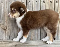 Mally , a female Miniature Australian Shepherd for sale in Honey Grove, TX – Photo 6 of 7
