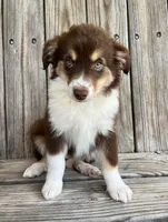 Mally , a female Miniature Australian Shepherd for sale in Honey Grove, TX – Photo 2 of 7