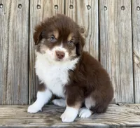 Mally , a female Miniature Australian Shepherd for sale in Honey Grove, TX – Photo 5 of 7