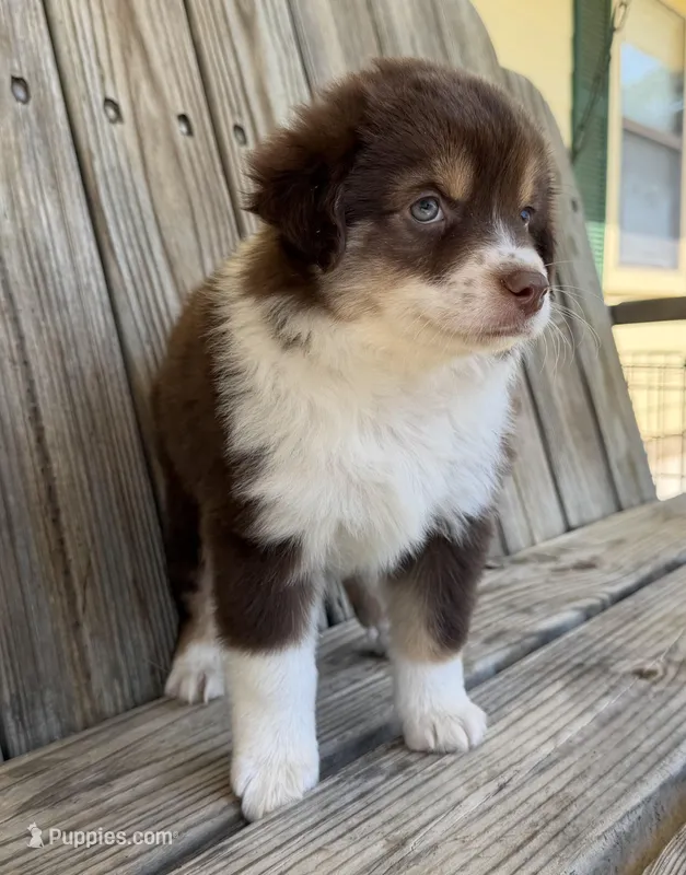 Mally  – Miniature Australian Shepherd puppy for sale in Honey Grove, TX