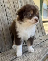 Mally , a female Miniature Australian Shepherd for sale in Honey Grove, TX – Photo 1 of 7