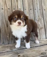 Mally , a female Miniature Australian Shepherd for sale in Honey Grove, TX – Photo 2 of 7