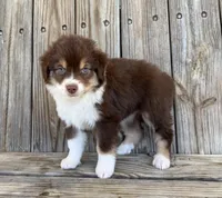 Mally , a female Miniature Australian Shepherd for sale in Honey Grove, TX – Photo 6 of 7