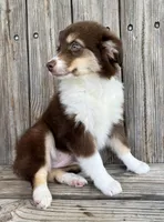 Mally , a female Miniature Australian Shepherd for sale in Honey Grove, TX – Photo 4 of 7