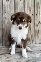 Mally , a female Miniature Australian Shepherd for sale in Honey Grove, TX – Photo 3 of 7