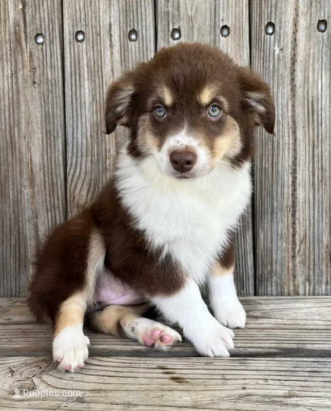Mally  – Miniature Australian Shepherd puppy for sale in Honey Grove, TX