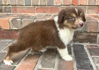 Sophie , a female Miniature Australian Shepherd for sale in Honey Grove, TX – 4 of 10