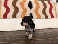 Kara, a female Miniature Dachshund for sale in Honey Grove, TX – 2 of 10