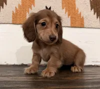 Sunny , a female Miniature Dachshund for sale in Honey Grove, TX – 2 of 10