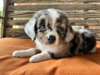 Sophie , a female Miniature Australian Shepherd for sale in Honey Grove, TX – 9 of 10