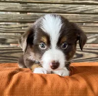 Ella , a female Miniature Australian Shepherd for sale in Honey Grove, TX – 6 of 10
