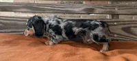 Lillie, a female Miniature Dachshund for sale in Honey Grove, TX – 4 of 8