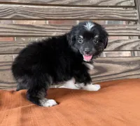Cooper , a male Miniature Australian Shepherd for sale in Honey Grove, TX – 3 of 10