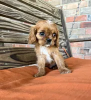 Burk , a male Cavalier King Charles Spaniel for sale in Honey Grove, TX – 3 of 10