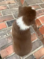 Buster , a male Miniature Australian Shepherd for sale in Honey Grove, TX – 7 of 8