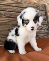 Lennyn, a female Miniature Australian Shepherd for sale in Honey Grove, TX – 8 of 10