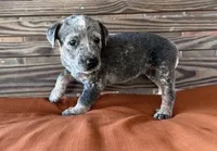 Cami, a female Australian Cattle Dog for sale in Honey Grove, TX – 7 of 10