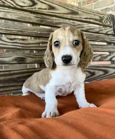 Nolan , a male Miniature Dachshund for sale in Honey Grove, TX – 3 of 10