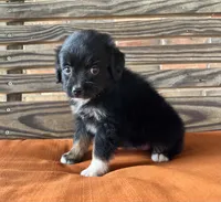 Henlie , a female Miniature Australian Shepherd for sale in Honey Grove, TX – 9 of 10
