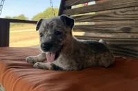 Remi, a female Australian Cattle Dog for sale in Honey Grove, TX – 2 of 10
